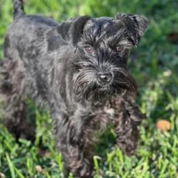 Sophie - Miniature Schnauzer