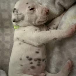 Casper - White and liver brown male Dalmatian puppy in Hastings, Florida from Love My Spotty Dalmatians