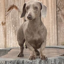 Jasmine - Dachshund