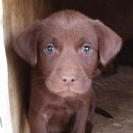 Labradoodles and Labrador Retrievers from Penny Church's Labradors & Labradoodles