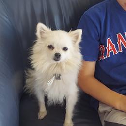 Sal - Pomeranian