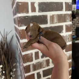 Solace blue collar - Red  male Goldendoodle puppy in Pine Prairie, Louisiana from Prairie Paws