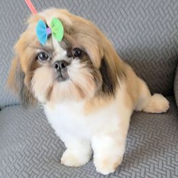 C.J. - Red and white female Shih Tzu puppy in Riverside, California from Raincross Shih Tzu