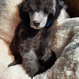 Poodle Puppies from Bea Legend Toy and Mini Poodles