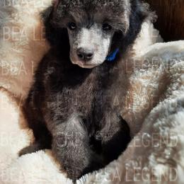 Poodle Puppies from Bea Legend Toy and Mini Poodles
