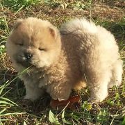 Chow Chow Puppies from Twilight Chows