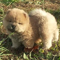 Chow Chow Puppies from Twilight Chows