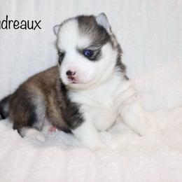 Boudreaux - Black and white male Pomsky puppy in Denham Springs, Louisiana from Bayouland Pomskies