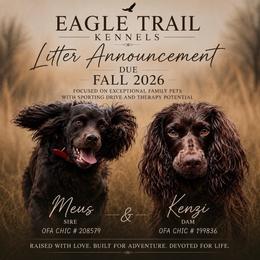 Boykin Spaniel puppies from Eagle Trail Kennels