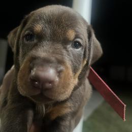 Doberman Pinscher Puppies from New Horizons Kennels