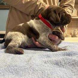 Red band girl - female German Shorthaired Pointer puppy in Sylvania, Alabama from Turner Delightful Dachshund Farm & German Short Hair Pointers