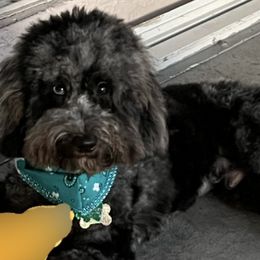 Goldendoodles from Palm Beach Doods