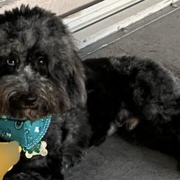 Goldendoodles from Palm Beach Doods