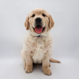 Golden Retriever Puppies from Wild Hearts Goldens