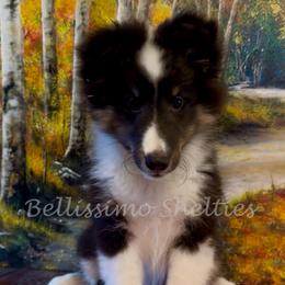 Little Duncan - Black white and tan male Shetland Sheepdog puppy in Idaho from Bellissimo Shelties