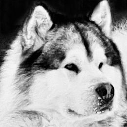 Bravo - Alaskan Malamute