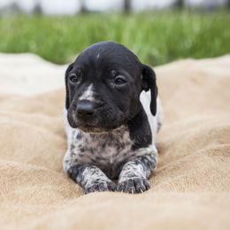 German Shorthaired Pointer Puppies from Spring River Kennel