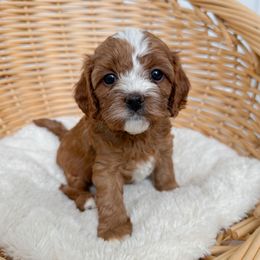 Belly - Red female Cavapoo puppy in Apache Junction, Arizona from Coffey House Doodles