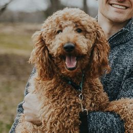 Annie - Goldendoodle