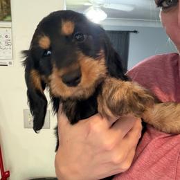 Akc Dory - Black and tan female Dachshund puppy in Erie, Michigan from Champagne’s Grinch Toe’d Dachshunds