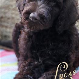 Lucas - Price 3500 - Brown and white male Aussiedoodle puppy in Ennis, Texas from God’s Little Aussies