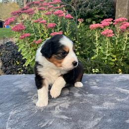 Snoopy - Black tri-color male Australian Shepherd puppy in Lebanon, Oregon from Mount Hope Aussies