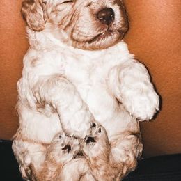 Australian Labradoodle Puppies from Harmony Labradoodles