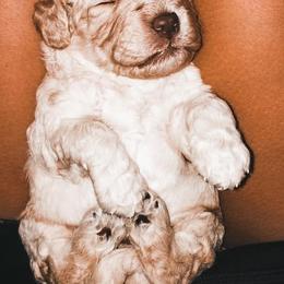 Australian Labradoodle Puppies from Harmony Labradoodles