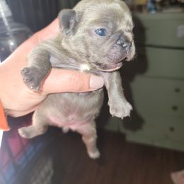 French Bulldog Puppies from Culichitown Frenchies