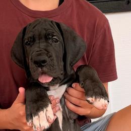 Adams - Black male Great Dane puppy in Plano, Texas from Blue Thunder Danes