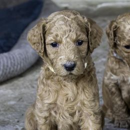 White Collar - Red  female Poodle puppy in Cleveland, Texas from Mayday Quality Poodles