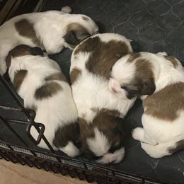 Shih Tzu Puppies from Pup Paw-lace