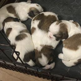 Shih Tzu Puppies from Pup Paw-lace