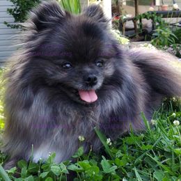 KIRBY - Pomeranian