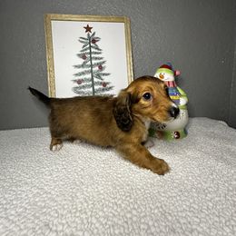 Maximus - Red male Dachshund puppy in Tahlequah, Oklahoma from Quick Little Dachshunds