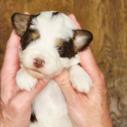 Caitlin - female Australian Mountain Doodle puppy in South Jordan, Utah from Western Doodles Utah