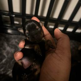 Molly - Black and tan female Yorkshire Terrier puppy in Gastonia, North Carolina from Precious pups dynasty kennel