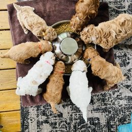 Cockapoo Puppies from Maple’s Cockapoo Puppies