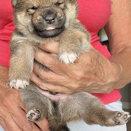 Shiba Inu Puppies from Hillsdale Shiba Inu