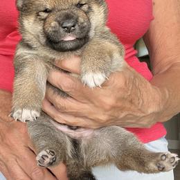 Shiba Inu Puppies from Hillsdale Shiba Inu