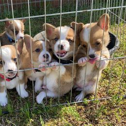 Pembroke Welsh Corgi Puppies from Southern Raised Corgis