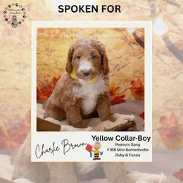 Yellow Collar - Charlie Brown - Yellow and white male Bernedoodle puppy in Lexington, North Carolina from Deborah’s Doodles