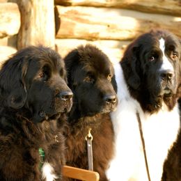 Newfoundlands from Blackstrap Kennels