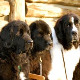 Newfoundlands from Blackstrap Kennels
