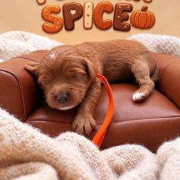 Spice - Red male Cavapoo puppy in Mayo, Florida from Kingston’s Cavaliers