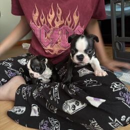 Boston Terrier All Grown Up from Smith Sister Kennels