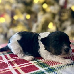 Liza - Black tri-color female Aussiedoodle puppy in Charleston, Arkansas from Lazy S Aussies