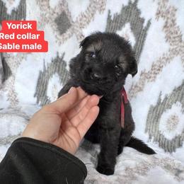 Yorick - Sable male German Shepherd puppy in New Cambria, Missouri from Des Hausraben Shepherds