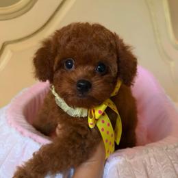 Tiny - Red  male Poodle puppy in Atlanta, Georgia from ATLANTA POODLE BREEDER (AKC)
