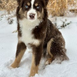 Peach - Toy Australian Shepherd